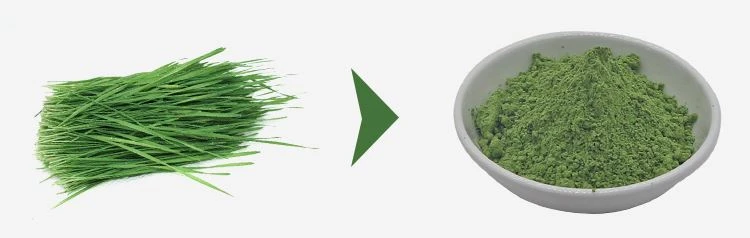 wheatgrass powder